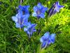 Show product details for Gentiana Glen Moy
